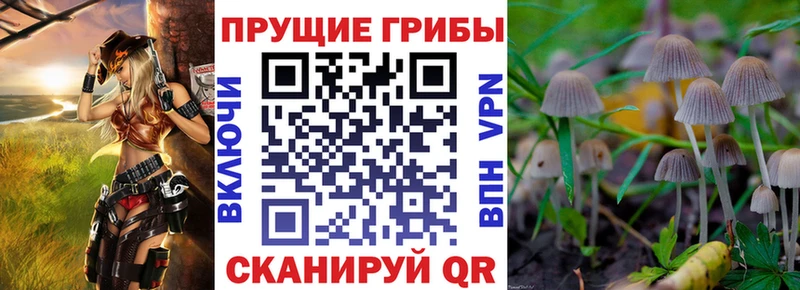 Псилоцибиновые грибы Psilocybine cubensis  купить  сайты  Белгород 